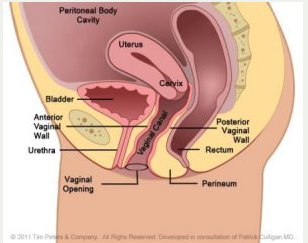 female bladder